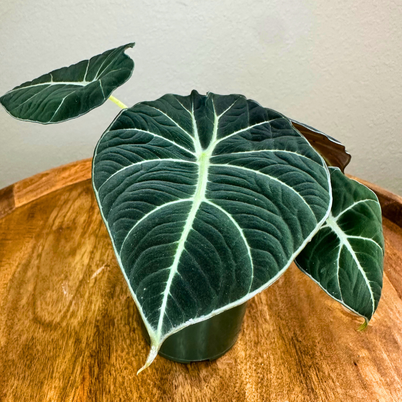 Alocasia Black Velvet