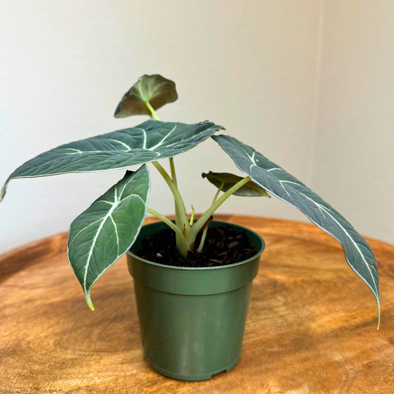 Alocasia Black Velvet
