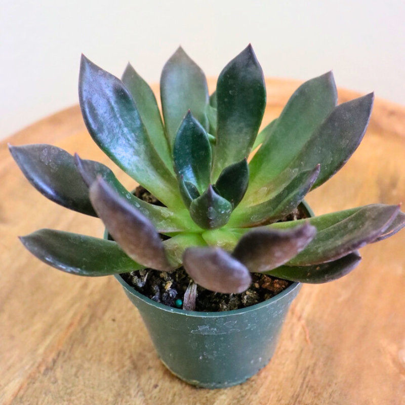 Echeveria