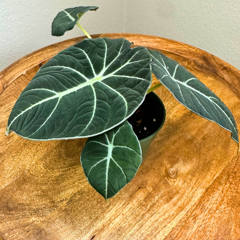 Alocasia Black Velvet