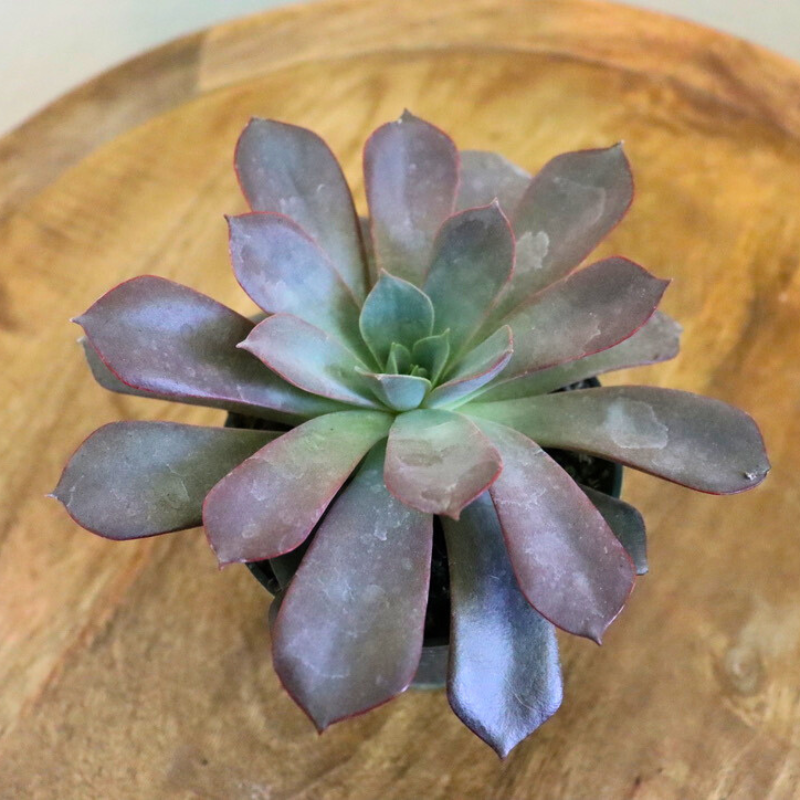 Echeveria