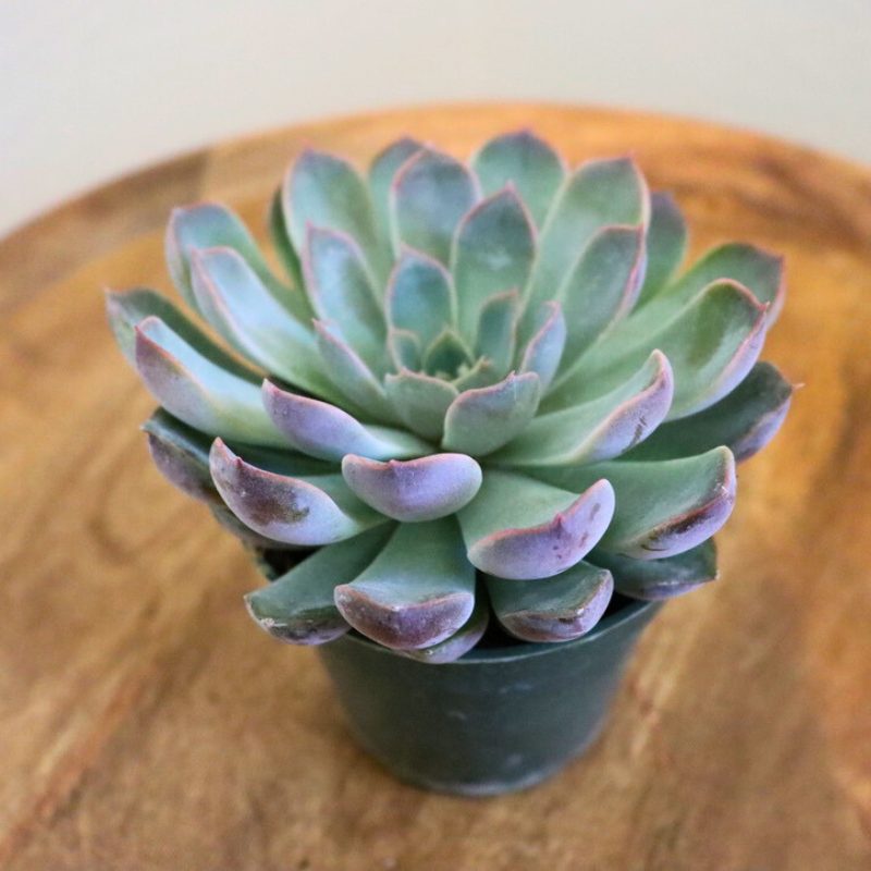 Echeveria