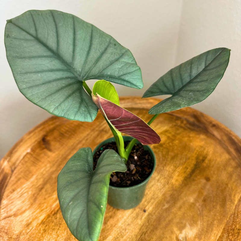 Alocasia Reginae