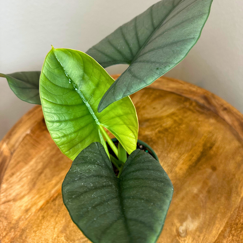 Alocasia Reginae