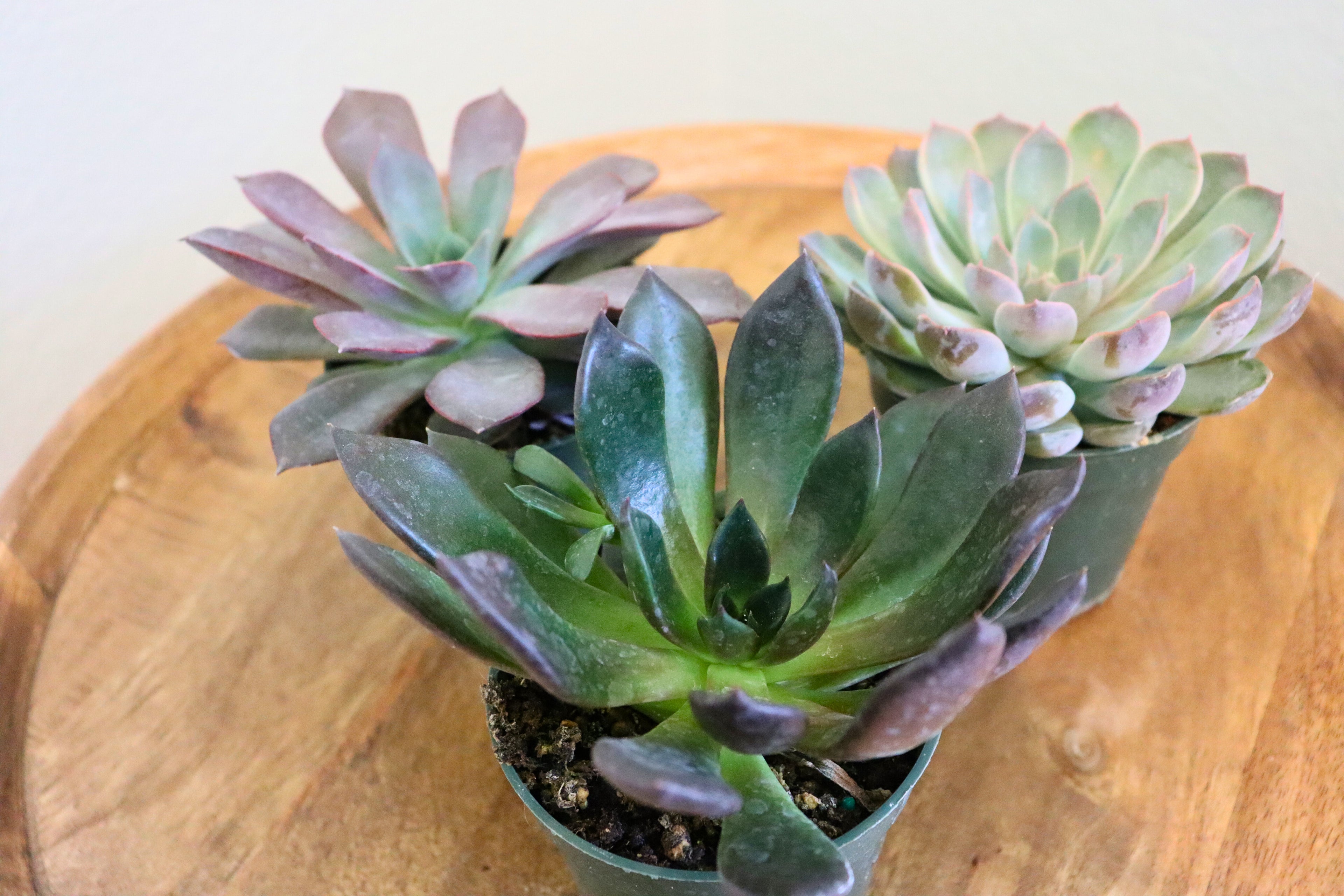 Echeveria