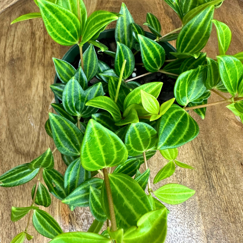 Peperomia Angulata