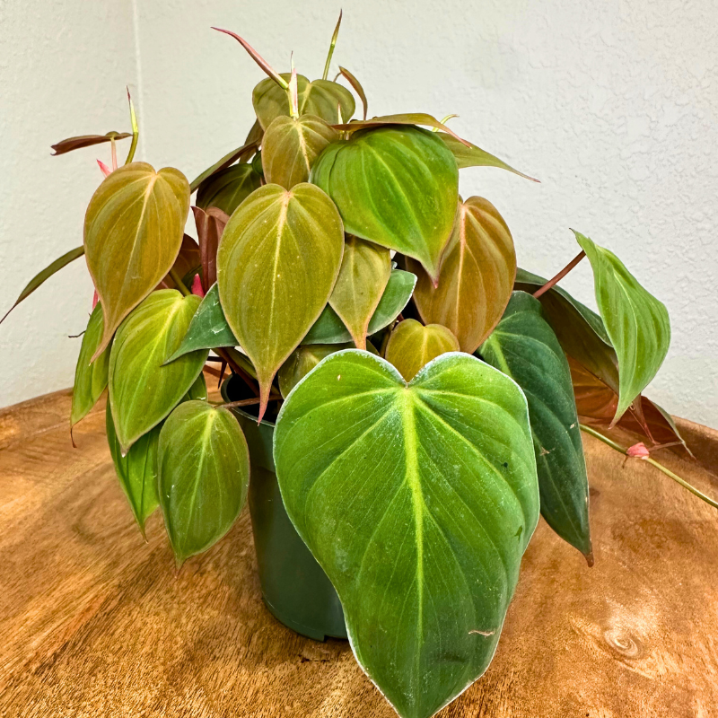 Philodendron Micans