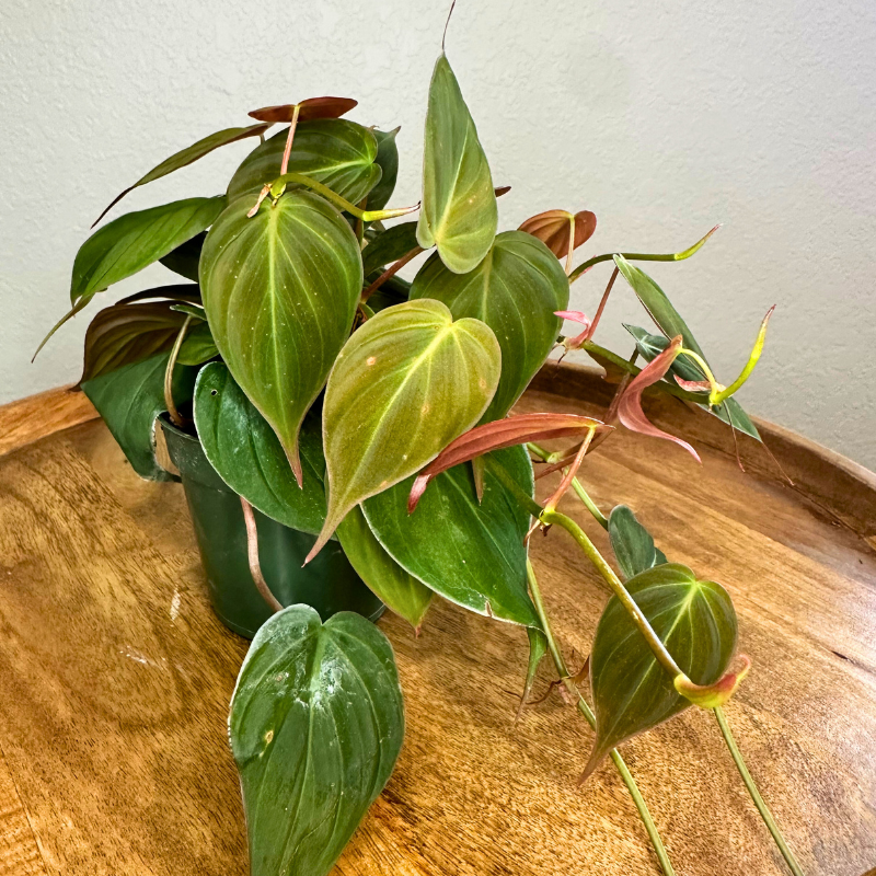 Philodendron Micans