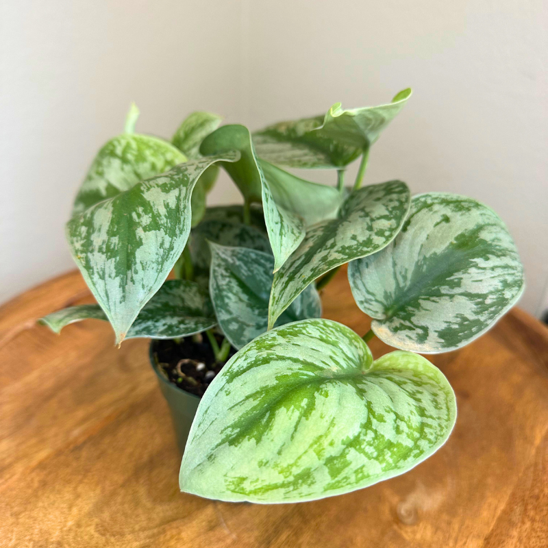 Pothos Silver Satin