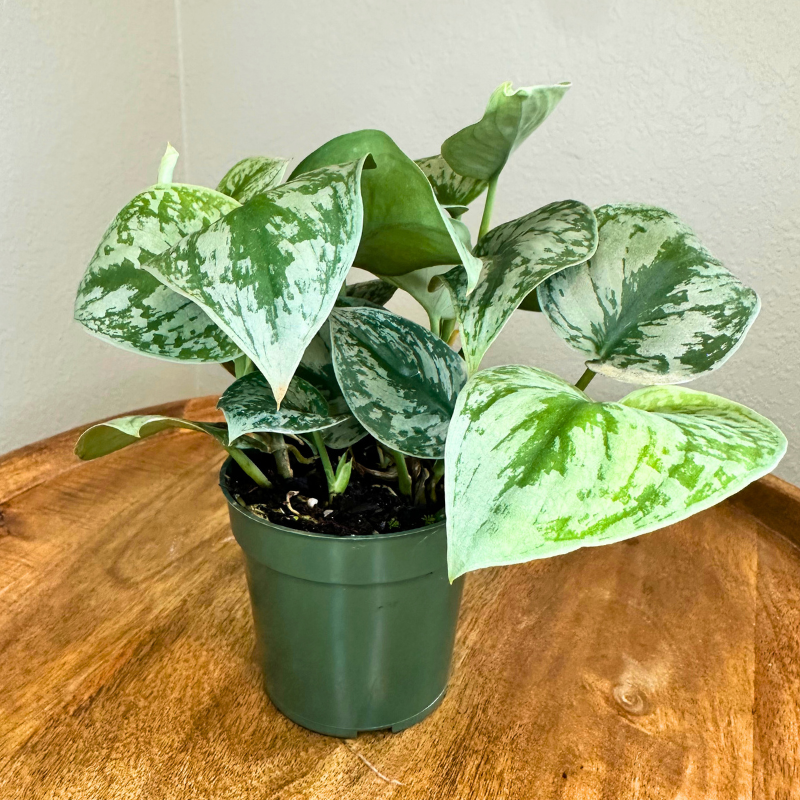Pothos Silver Satin