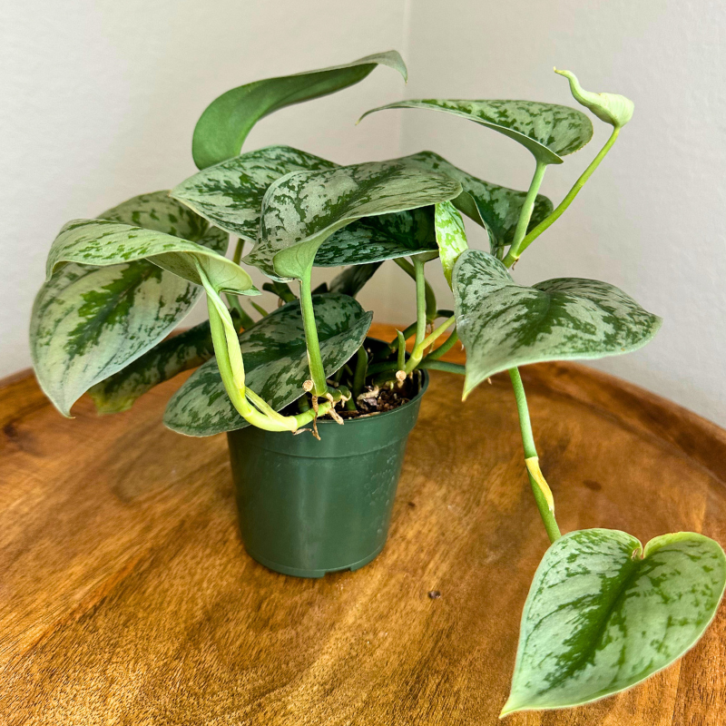 Pothos Silver Satin