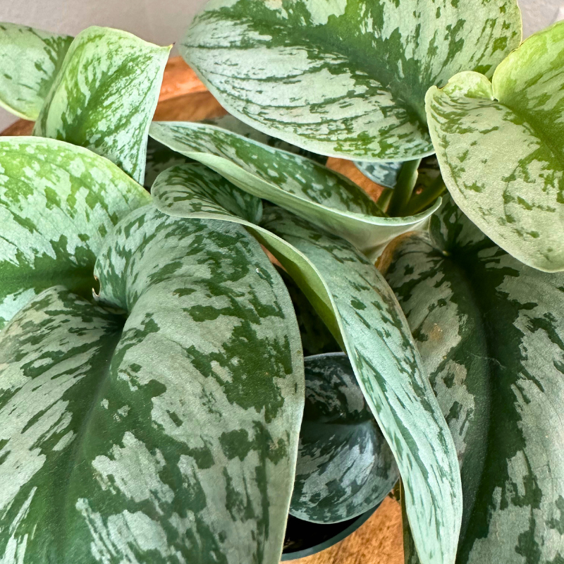 Pothos Silver Satin