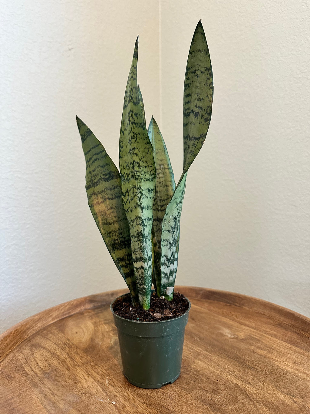 Sansevieria Zeylancia