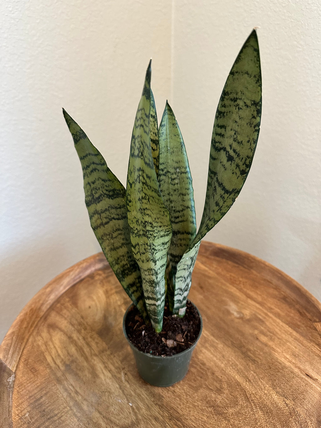 Sansevieria Zeylancia