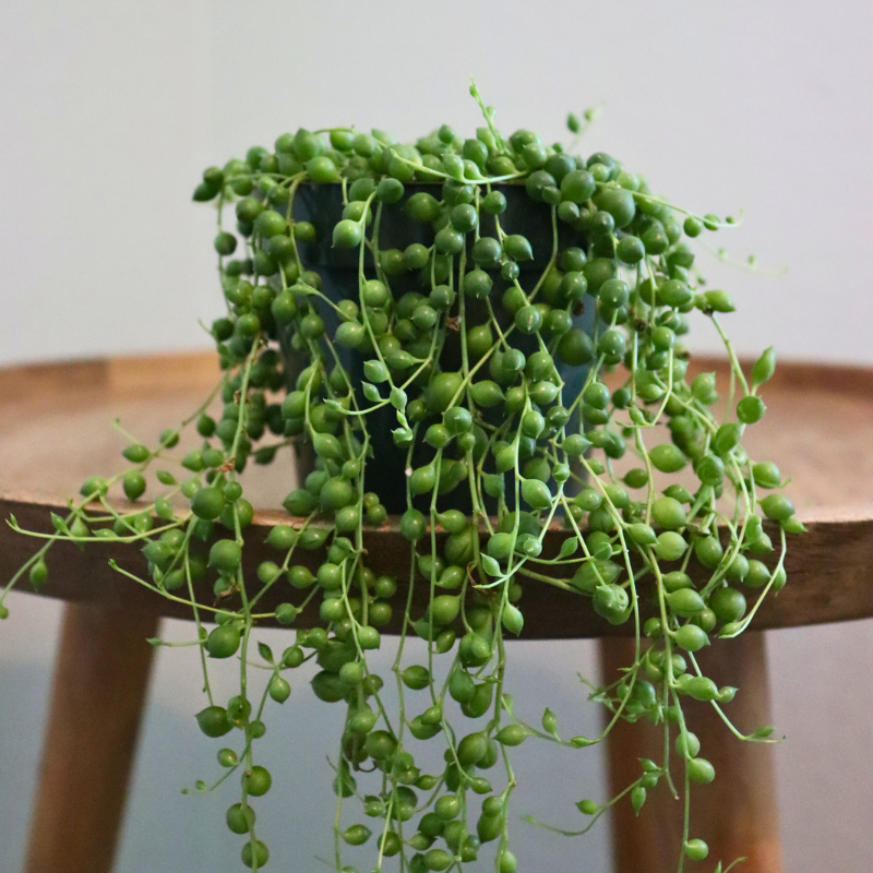 String of pearls plant in a pot on a wooden stool with a neutral background