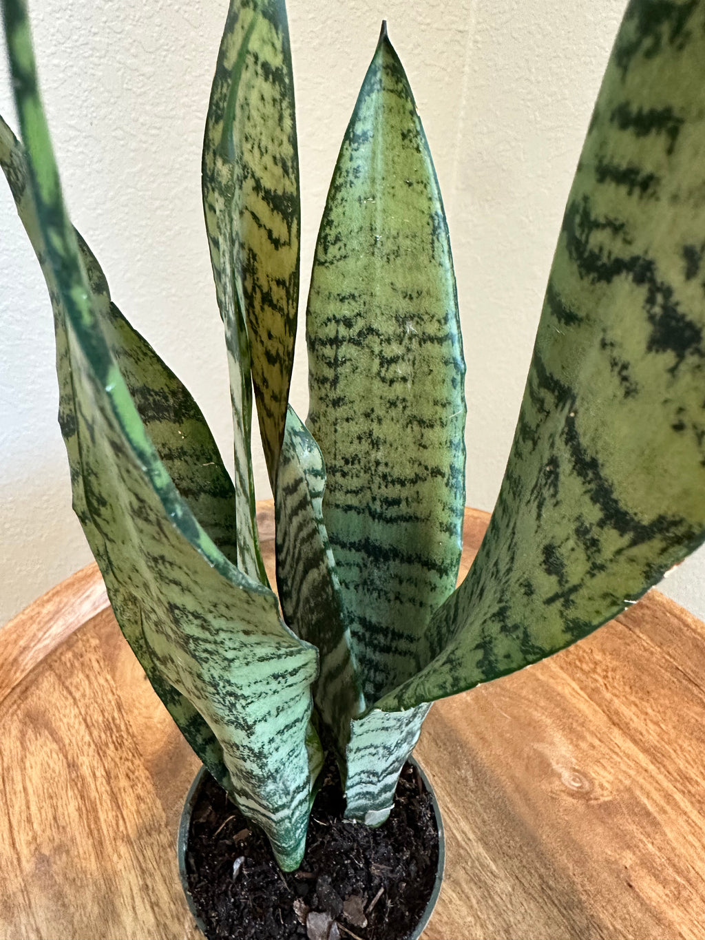 Sansevieria Zeylancia